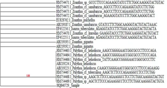 Fig. 7: Phylogenetic analysis of the sample based on 16S mtr DNA gene 