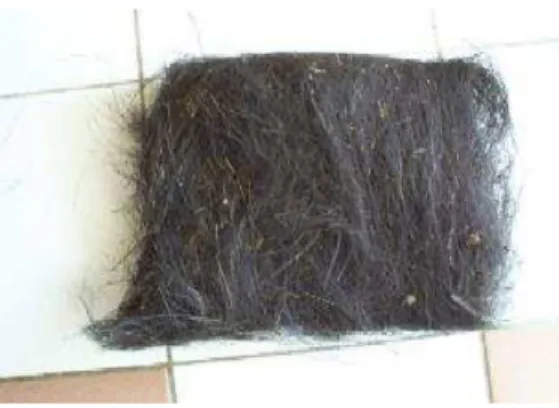 Figure 1: Bundle of sugar palm fibres 