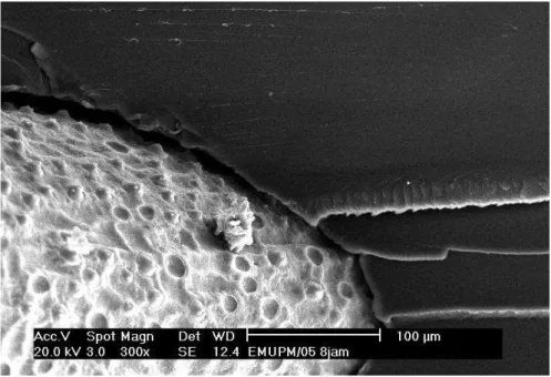 Figure 7: The surface of the 0.5 M / 8 hrs. treated sugar palm fibre on epoxy matrices 