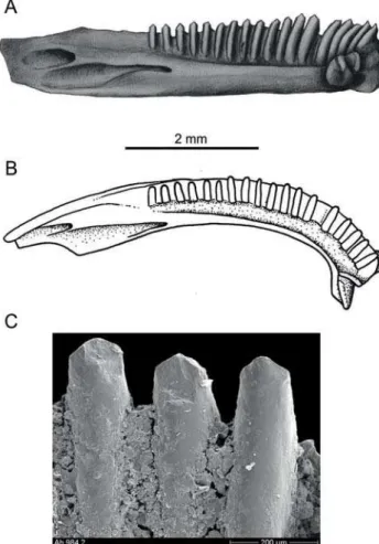 Fig. 2. Albanerpeton cf. inexpectatum Estes &amp; Hof stetter, 1976; left  dentary A – ligual view of Ah–983 SGDB; B – dorsal view of Ah–983 SGDB; 