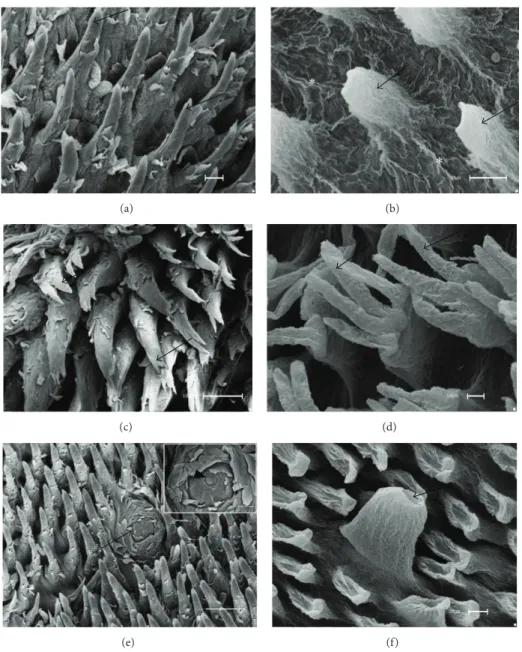 Figure 1: Scanning electron micrographs—iliform and fungiform papillae of rats. (a) Conical iliform (arrows) and (b) ater maceration with NaOH the CTCs of the iliform papillae presented conical (arrows) and bundles ( ∗) in the interpapillary zone