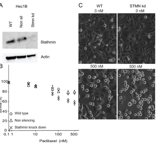Figure 3. Hec1B cell line experiments after stathmin knock-down. A: Immunoblot after transfecting cells with a stathmin lentiviral shRNAmir (‘stmn kd’) or a non-silencing control (‘non sil’) as well as the parental cell line (wild-type; ‘WT’)