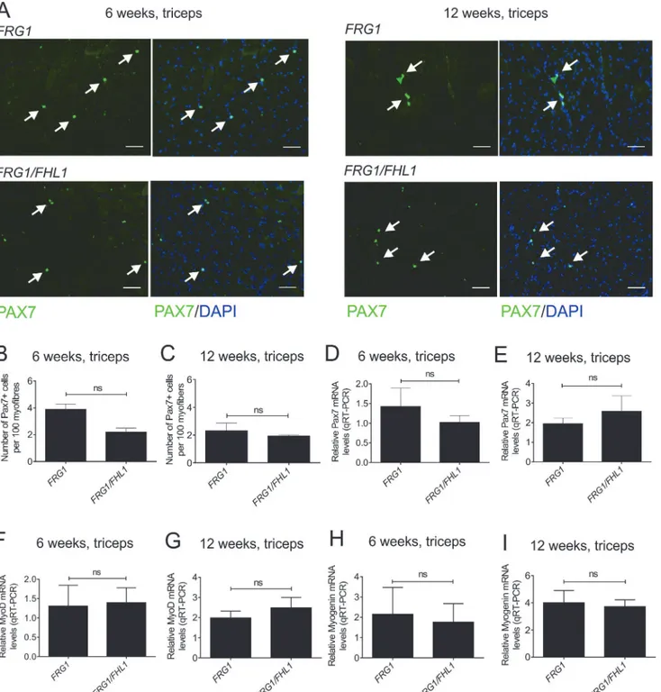 Fig 6. FHL1 does not alter satellite cell number or markers of satellite cell activation (MyoD) or differentiation (myogenin) in the triceps of FRG1 mice