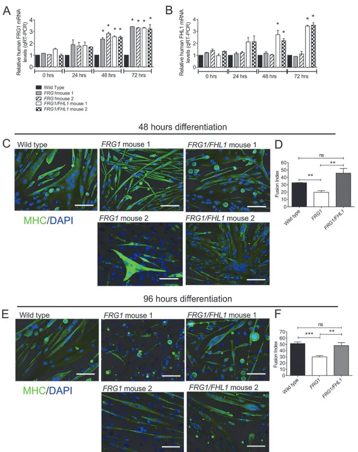 Fig 9. FRG1 myoblasts exhibit a fusion defect that is rescued in FRG1/FHL1 myoblasts. Quantitative RT-PCR analysis of human FRG1 (A) and human FHL1 (B) mRNA in primary mouse myoblasts isolated from wild type mice, and two FRG1 (1 and 2) and two FRG1/FHL1 (