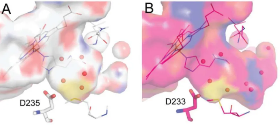 Figure 2. Comparison of binding affinities to the CcP W191G and Gateless cavities. { Approximate KD determined by endpoint UV-Vis assay or partial ITC curves - assessment of these compounds was limited by solubility
