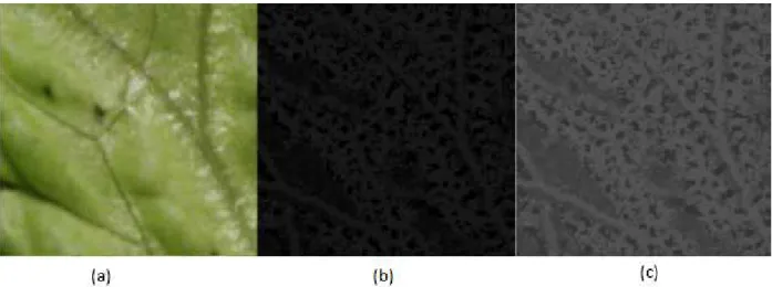 Figura 8: Textura geradas pela codifica¸c˜ ao LBP. (a) Textura original. (b) Textura com codifica¸c˜ ao LBP