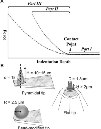 Figure 1. Representative force-indentation curves from AFM and sketches of the tip geometry