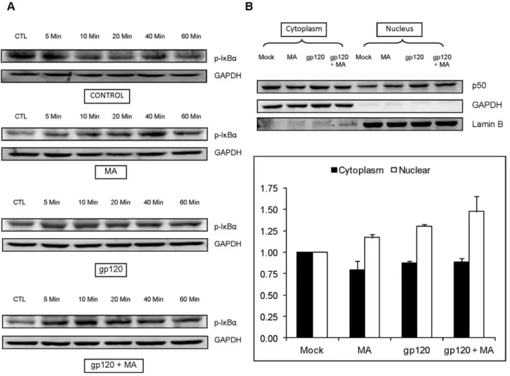 Figure 6. gp120 and/or MA activates IkBa and increases the translocation of p50 in SVGA astrocytes