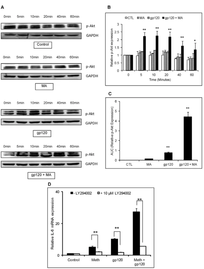 Figure 8. gp120 and/or MA activate PI3K/Akt signaling in astrocytes. SVGA astrocytes were treated with 500 mM MA and/or 50 ng/ml recombinant gp120 protein for 0, 5, 10, 20, 40 and 60 minutes