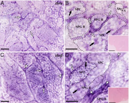 Figure 1. Localization of THR mRNAs in zebrafish testis using whole-mount ISH and post hybridization embedding and sectioning