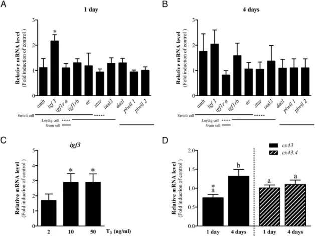 Figure 2. Gene expression analysis after 1 or 4 days of zebrafish testis tissue culture