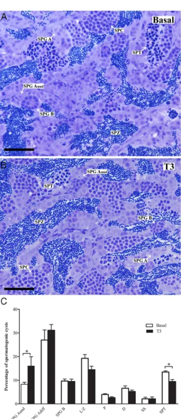 Figure 4. Morphological analysis of zebrafish testis after tissue culture. (A, B) Histological sections stained with toluidine blue showing normal cyto-architecture of zebrafish testis after 4 days of tissue culture with or without 50 ng/mL of T 3 
