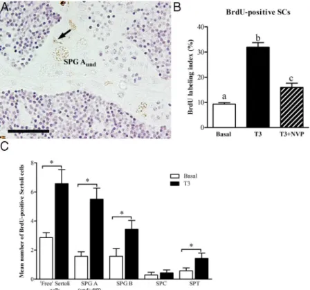 Figure 6. Localization and quantification of BrdU incorporated during the last 6 hours of incubation into zebrafish testis explants incubated with 50 ng/mL T 3 in the absence or presence of 10 ␮M NVP-AEW541 ex vivo for 4 days