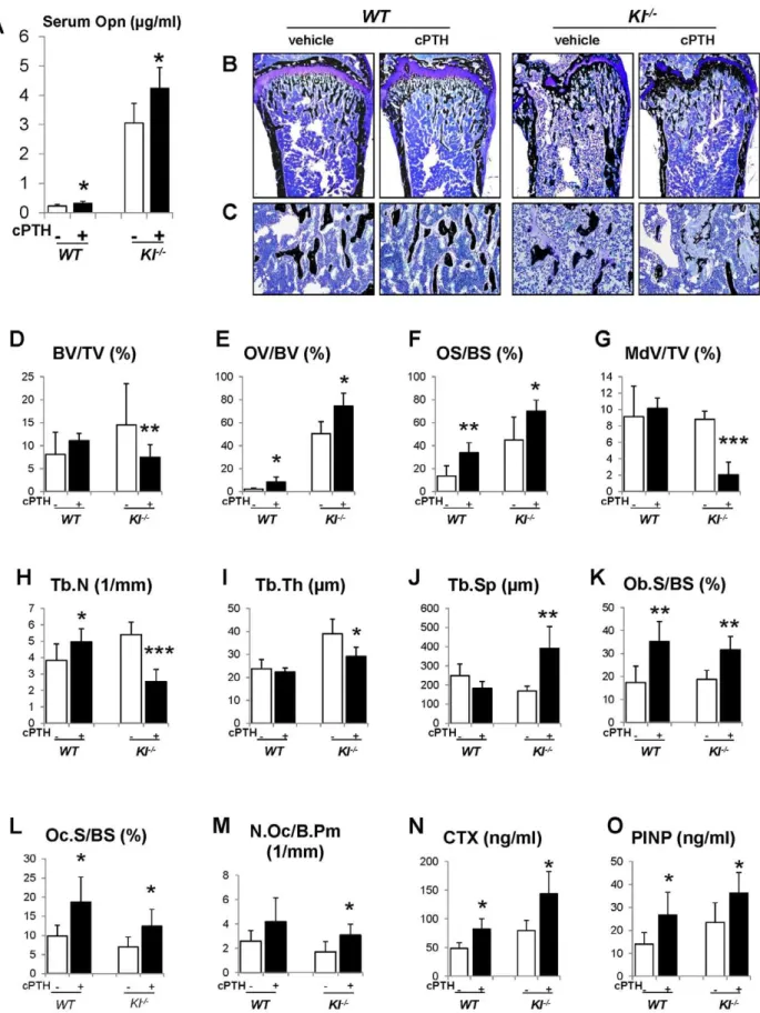 Figure 7. Infusion of PTH increases Opn levels and leads to a more severe mineralization defect