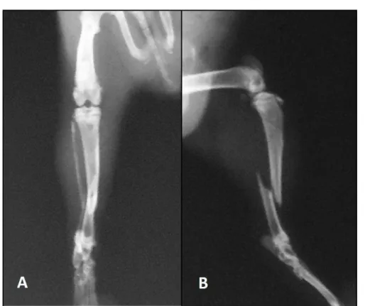 Figure 1. A - Craniocaudal preoperative radiographic view of the left tibia of the Cavia porcellus showing  a complete oblique diaphyseal fracture of the distal third of the left tibia