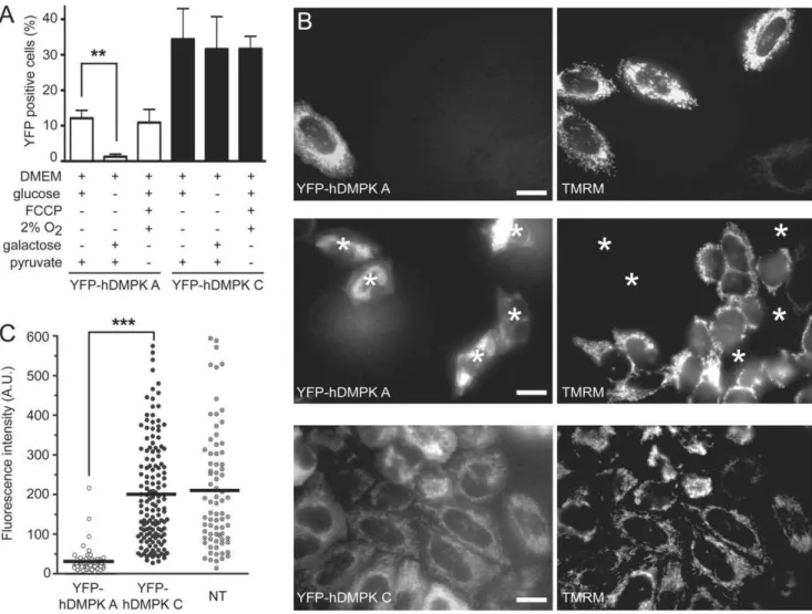 Figure 5. Human DMPK A expression affects mitochondrial function and cell viability. (A) C 2 C 12 myoblasts were grown under different culture conditions and transfected with YFP-hDMPK A or C