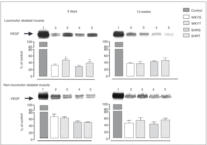 Figure 3 shows digitized images of microvessels from locomotor and non-locomotor muscles taken from  repre-sentative rats of the 8 experimental groups