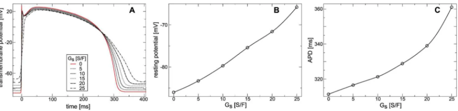 Figure 8A illustrates the effect of I sac on the APD restitution in the contracting medium