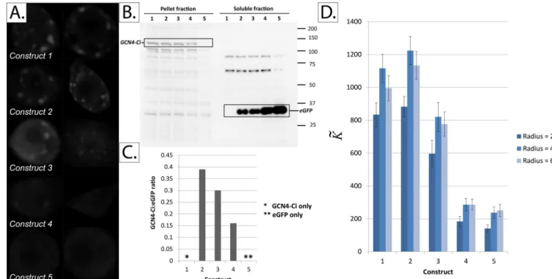 Fig 10. Quantifying protein aggregation in Drosophila Clone 8 cells co-transfected with GCN4-Ci (a predominantly-aggregated protein) and eGFP (a predominantly-soluble protein) in various ratios