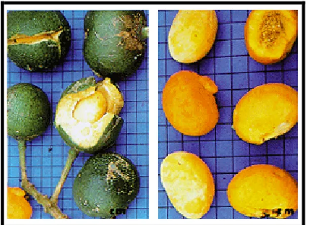 Figura 2 – Frutos do pequizeiro (Caryocar brasiliense) 