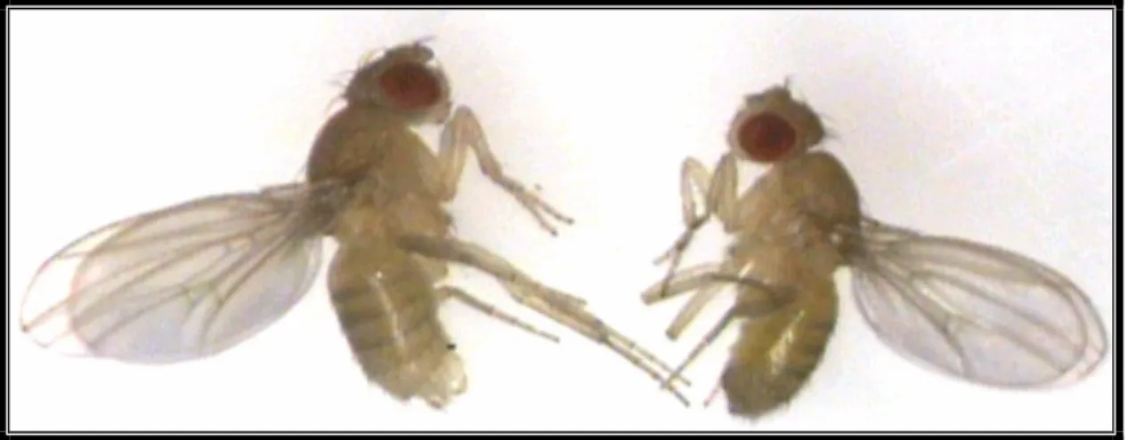 Figura 4 – Casal de Drosophila melanogaster. 