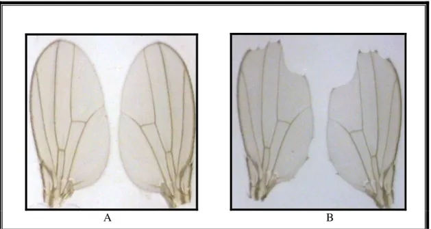 Figura  6  –  Fenótipo  das  asas  dos  descendentes  trans-heterozigotos  (A);  e  dos  heterozigotos balanceados (B)