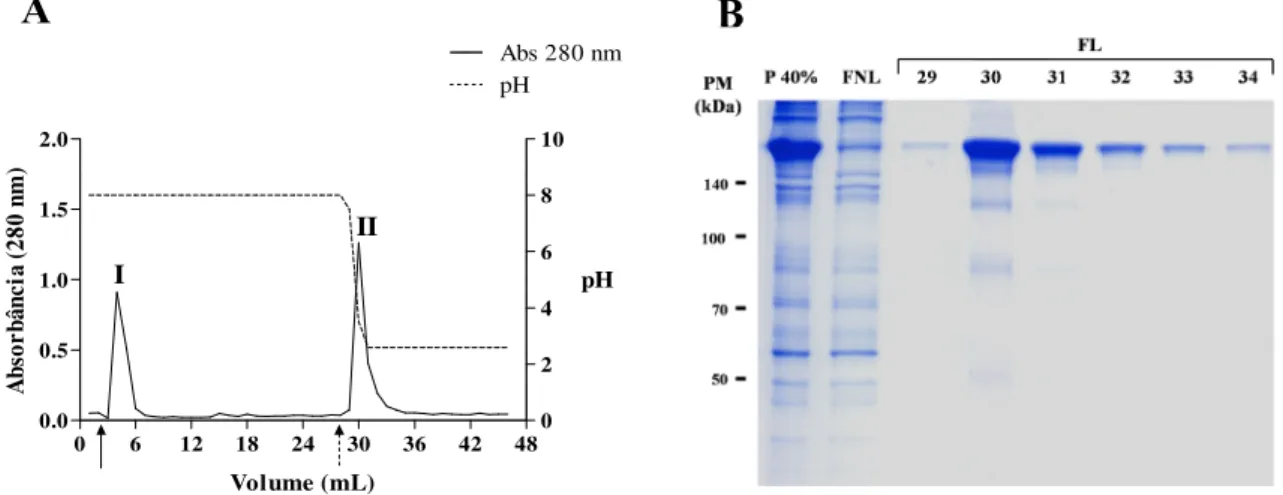 Figura 4 – Perfil da cromatografia de afinidade em Proteína G-agarose. (A) Cromatograma representativo  da purificação de IgG humana