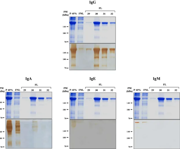 Figura 5 – Immunoblot para detecção das diferentes classes de anticorpos, após purificação de IgG humana  total por cromatografia em Proteína G-agarose