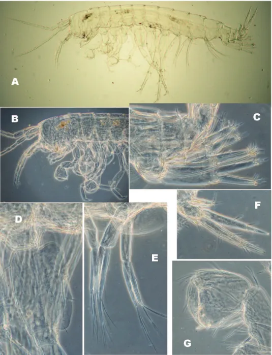 Figure 6. N. plurispinosus sp. n. neonate: A general view B head and anterior part C 1 st  and 2 nd  uropods  D basal segment of 7 th  pereopod E 2 nd  pleopod F 3 rd  uropod G 2 nd  gnathopod (Photo: I