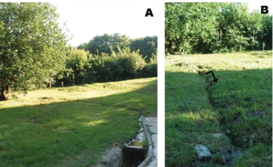 Figure 1. Locality (Viničky-Hatfa) of N. plurispinosus sp. n. in Slovakia: A general view B detail of location  where the specimens were collected (Photo: A