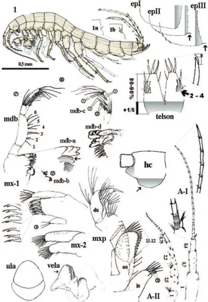 Figure 2.  N.  plurispinosus sp. n.: 1 male, general view; 1a-1b dorso-later thorns; mdb - mandibu- mandibu-la and details of mdb-a left incisor and mandibu-lacina mobilis; mdb-b) two setae between bisserated thorns;  