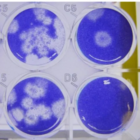 Figura 1: Exemplo de formação de placas em um ensaio de PFU após incubação viral em diluições seriadas e  decrescentes dos poços C5, D5, C6 e D6