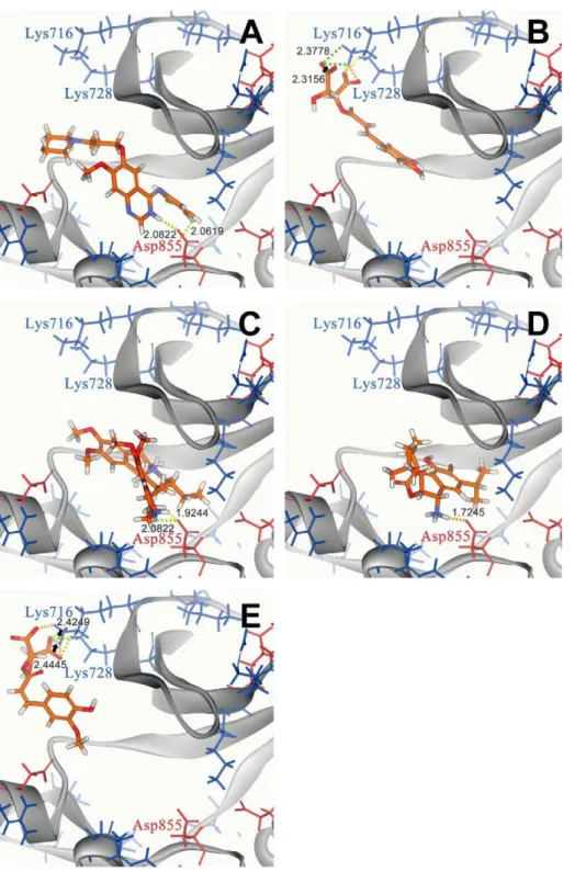 Figure 2. Docking pose of different compounds in EGFR using LigandFit. (A) Iressa, (B) 2-O-Caffeoyl tartaric acid, (C) Emetine, (D) Rosmaricine, and (E) 2-O-Feruloyl tartaric acid