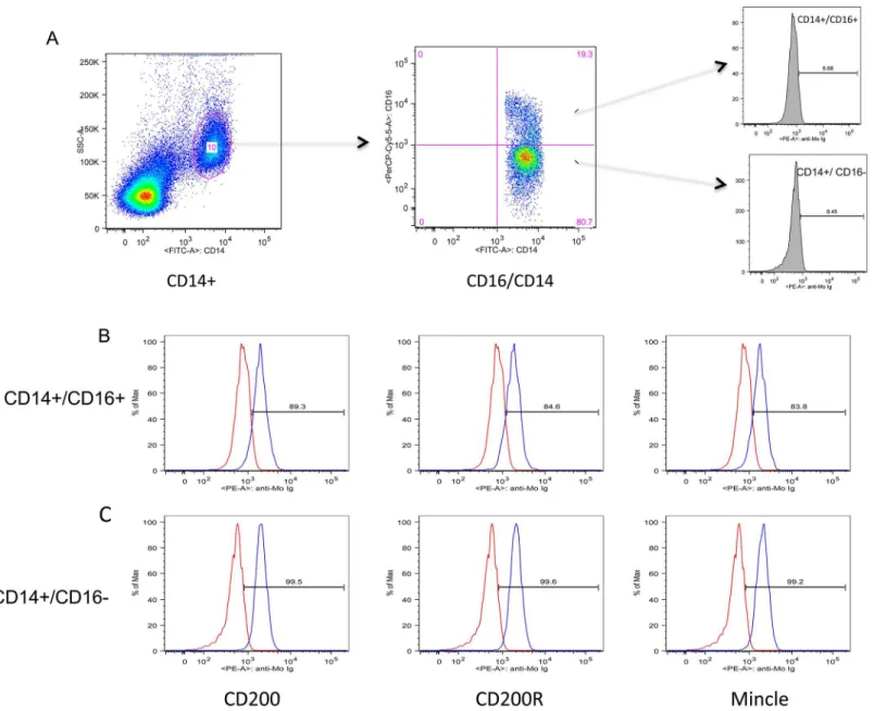 Fig 1. The gating strategy utilized for the analysis of CD14 + cells and the 2 subsets that showed significant profiles that include the CD14 + /CD16 + cells and the CD14 + /CD16 - population in PBMCs of healthy rhesus macaques is displayed (panel A)
