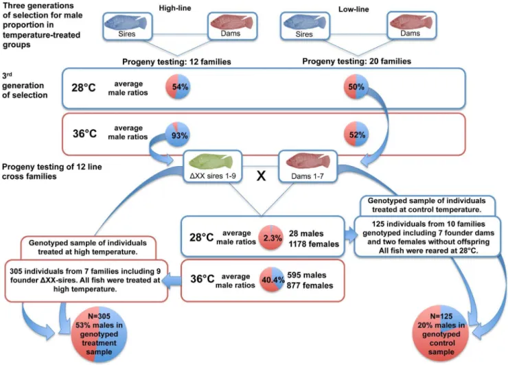 Figure 1. Experimental design to obtain a genetically female (XX) population in order to study temperature effects on the male proportion in a selected line of Nile tilapia.