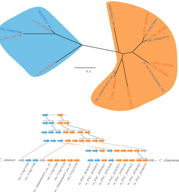 Fig 5. Duplication histories of one of the conserved NBS-encoding genes cluster in C. clementina and C