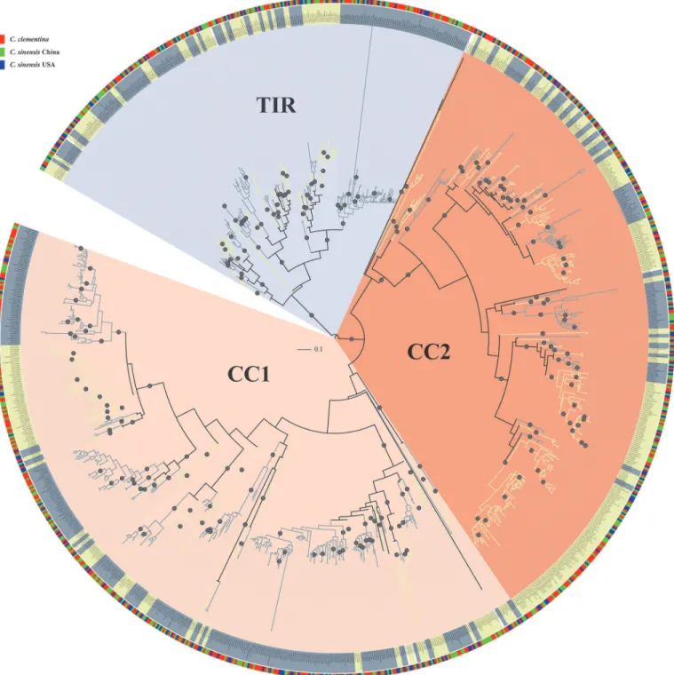 Fig 1. Maximum likelihood phylogenetic tree of Citrus NBS-LRR genes constructed from multiple sequences alignment of NBS domain