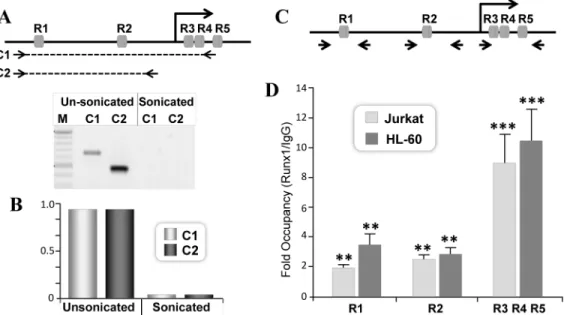 Fig 4. Endogenous RUNX1 protein is recruited to RUNX motifs located in the P1 promoter and the 5’UTR