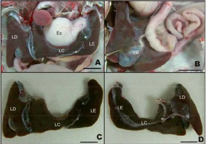 Figura  1:  Fotografias  do  fígado  de  Podocnemis  expansa.  A  e  B,  vista  ventral  da  cavidade celomática; C, vista ventral do fígado fora da cavidade;  D, vista dorsal do  fígado  fora  da  cavidade