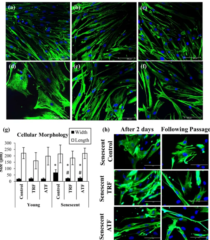 Fig 4. Effects of replicative senescence and vitamin E treatment on myoblasts phenotype