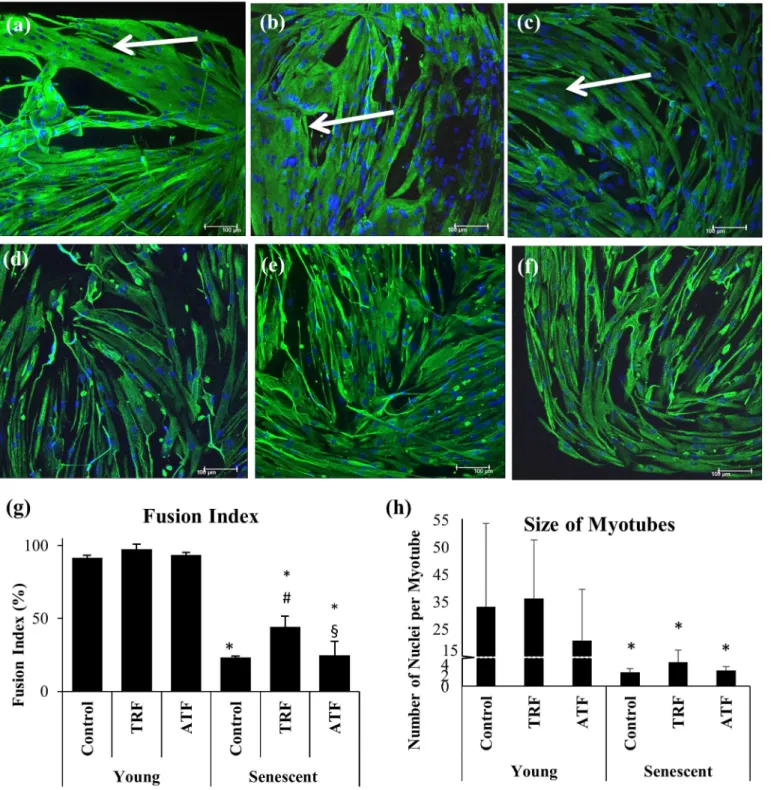 Fig 6. Effects of replicative senescence and vitamin E treatment on the differentiation capacity of myoblasts