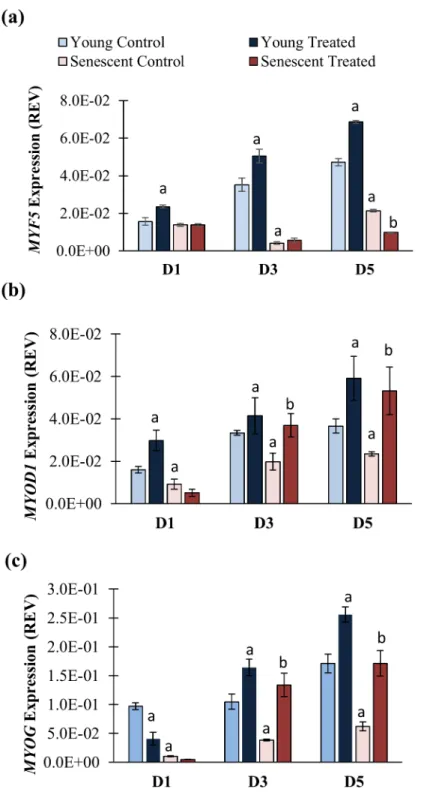 Fig 8. Effects of TRF on the MRFs mRNA expression levels during 5 days of differentiation induction.