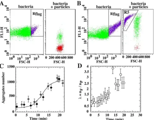 Figure 5. Self-Association of Free-Floating Cells and Cooperative Effects in Curli-Producing Bacteria Bacteria (left) and colloid (right) dot plots of MG1655gfpompR234 brought into contact with NH 3 þ