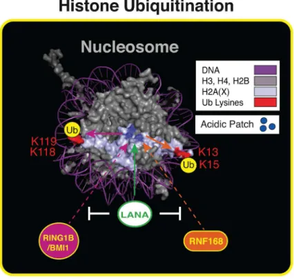 Figure 7. The nucleosome acidic patch and histone ubiquitination. Summary of our results within the context of the nucleosome structure.
