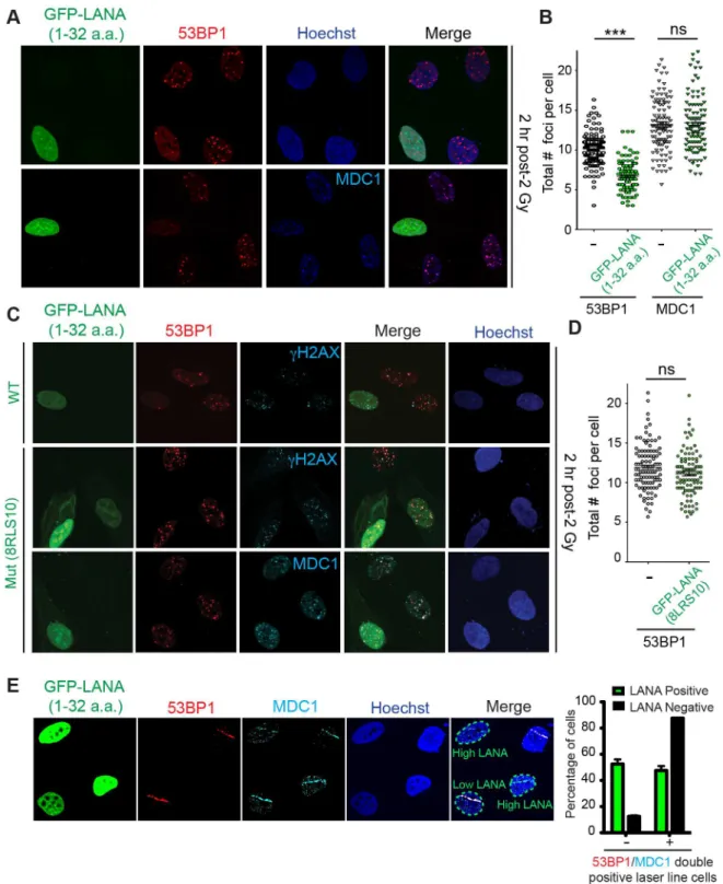 Figure 5. The nucleosome acidic patch is required in vivo for the DDR in human cells. (A and B) In vivo expression of the acidic patch interacting portion of LANA (1–32 amino acids) reduces 53BP1, but not MDC1, IRIF (ionizing radiation induced-foci)