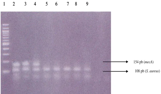 Figura 2: PCR Multiplex: Detecção de amostras de Staphylococcus aureus portadoras  do gene mecA