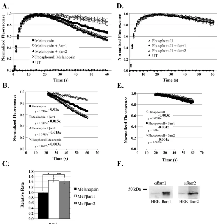 Figure 2. Over-expression of b-arrestin 1 and b-arrestin 2 increases the rate of melanopsin deactivation