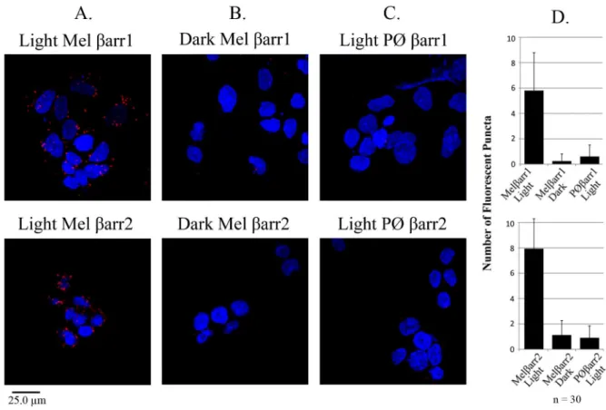 Figure 4. Melanopsin interacts with b-arrestin 1 and b-arrestin 2 in a light- and phosphorylation-dependent manner in fixed HEK293 cells