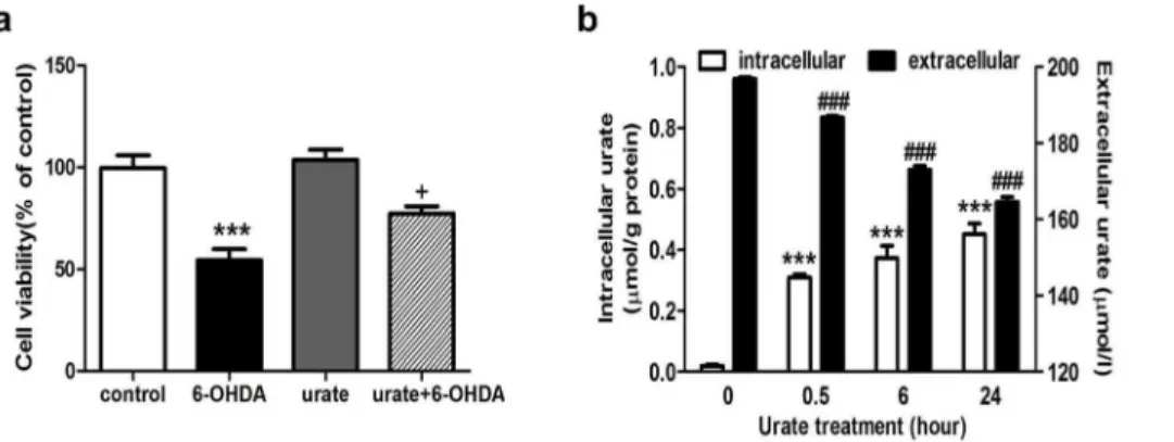 Figure 2. Urate was accumulated into SH-SY5Y cells and exerted protection intracellularly