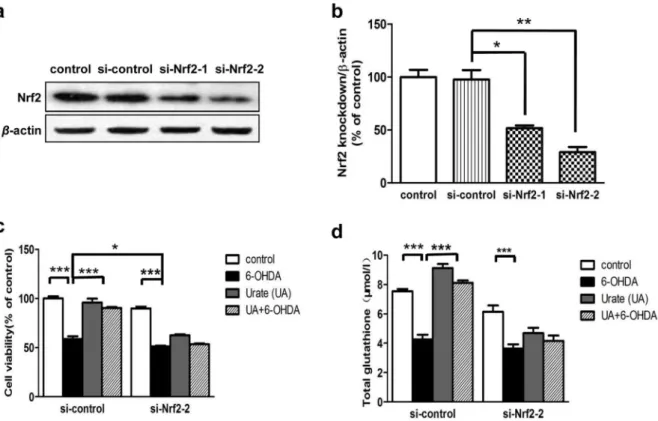 Figure 7. Nrf2-siRNA eliminated the protective effects of urate. (a, b) SH-SY5Y cells were transfected with scrambled siRNA (si-control) or two different siRNAs targeting human Nrf2 (si-Nrf2-1 and si-Nrf2-2)